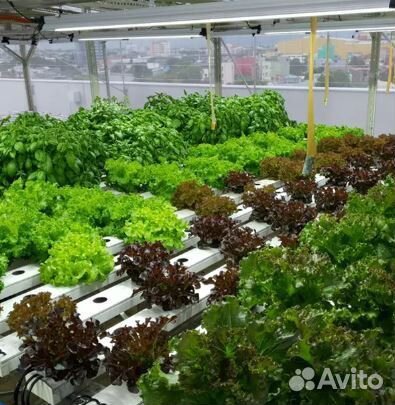 Фитолампы для микрозелени и ситиферм
