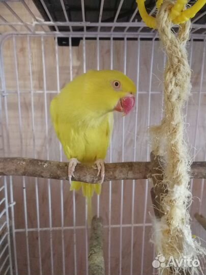 Попугай. Ручные