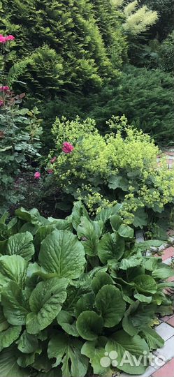 Многолетние садовые цветы