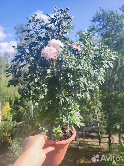 Хризантема мультифлора