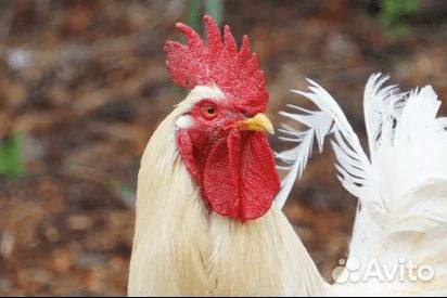 Петушки породы Браун Ник