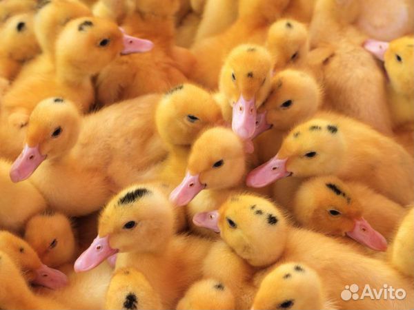 Мулард, гусь, утка и другая С/Х птица