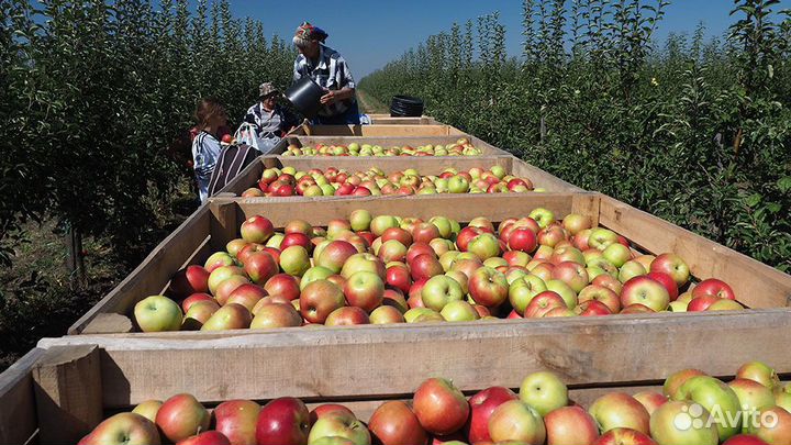 Сбор яблок Вахта