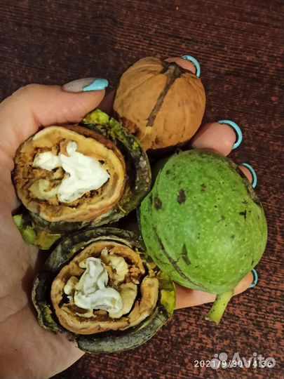 Грецкий орех саженцы