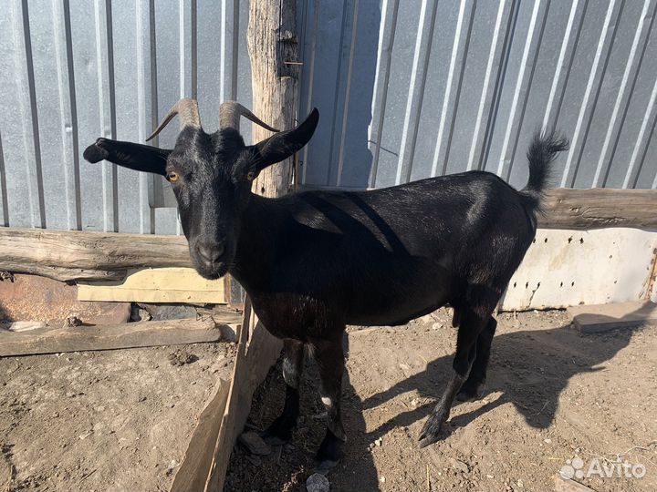 Продам дойных коз