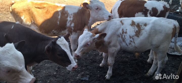 Телята бычки