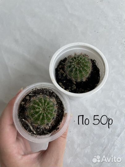 Кактусы