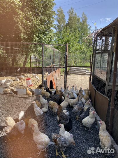 Курочки молодки