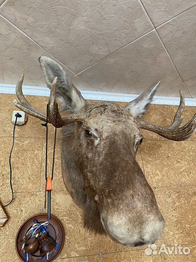 Чучело головы лося