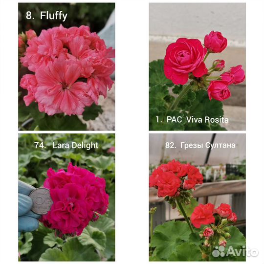 Пеларгония герань