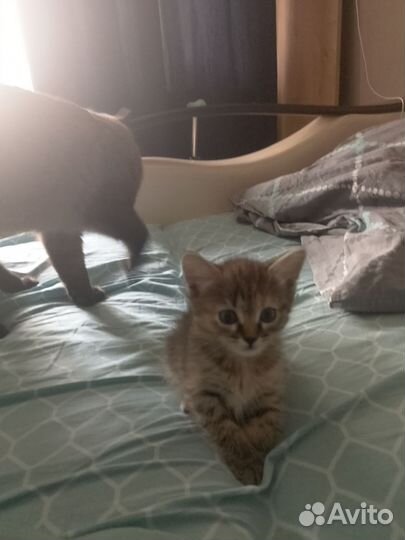 Кошка