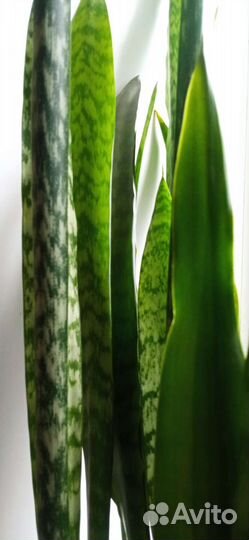 Денежное деревце