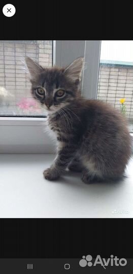 Кошка в дар бесплатно