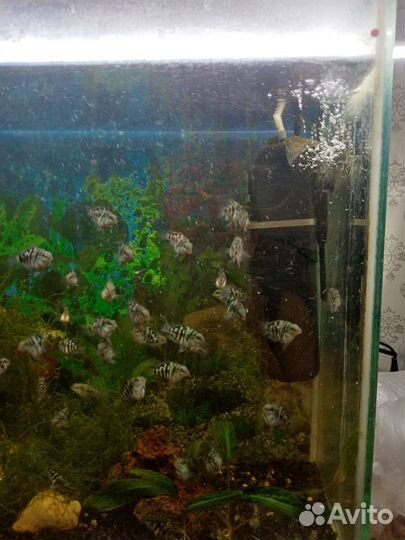 Аквариумные рыбки