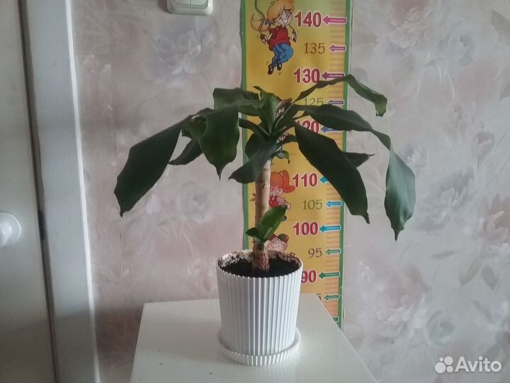 Драцена широколистная