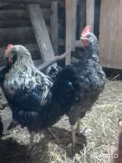 Цыплята,гусята