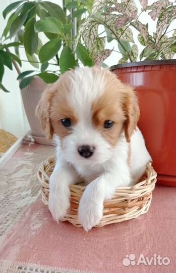 Кинг чарльз спаниель