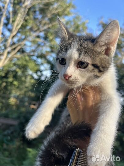 Котята в добрые руки бесплатно мальчик