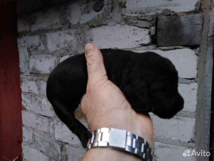 Щенки русского спаниеля