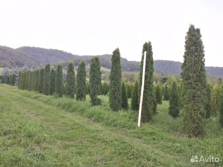 Туя Колумна