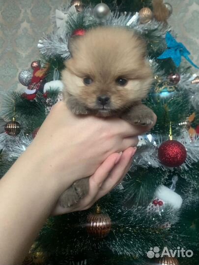 Щенки померанского шпица
