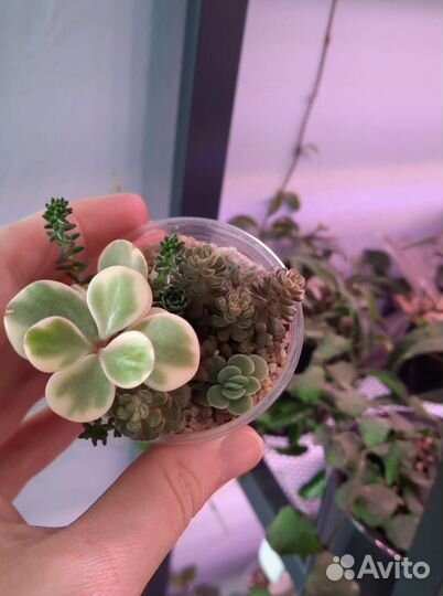 Суккуленты 1/5