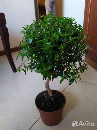 Миртовое дерево