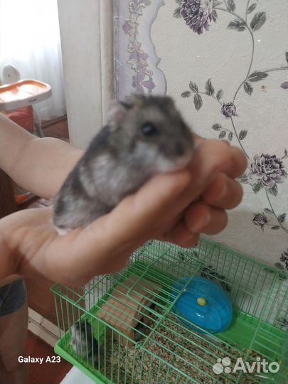 Джунгарский хомяк