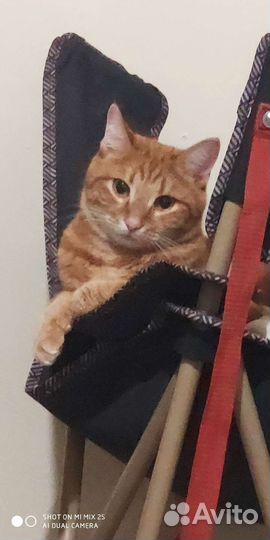Кот
