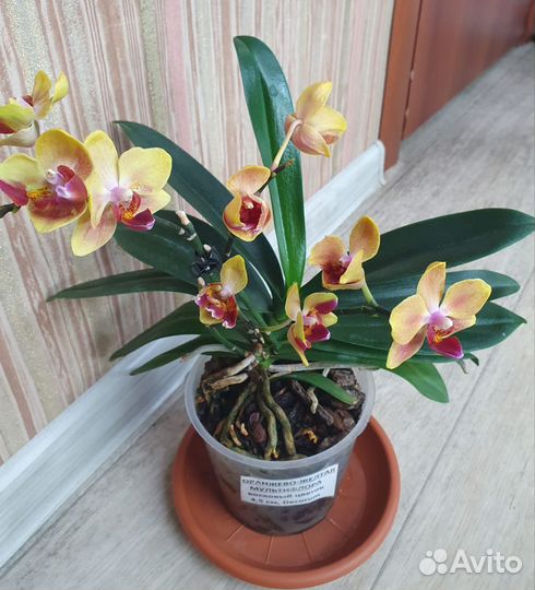 Орхидея фаленопсис цветущая бабочка трилипс пелор