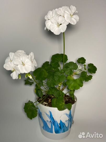 Пеларгония