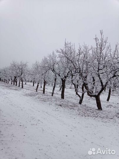 Грушевый сад