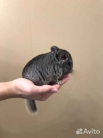 Шиншилла
