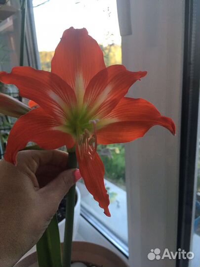 Гиппеаструм(домашняя лилия)