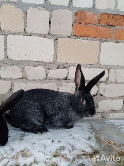 Кролики самка на племя