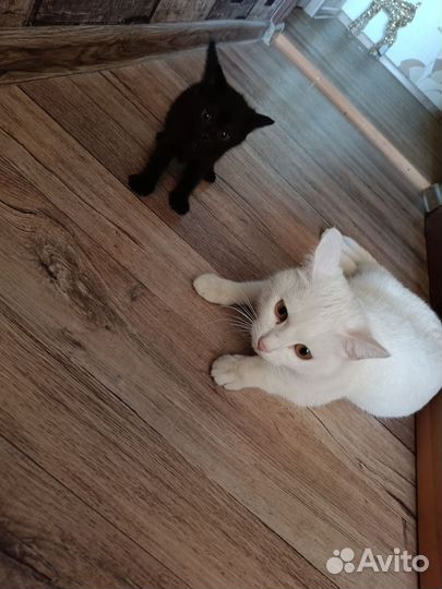 Отдам в добрые руки