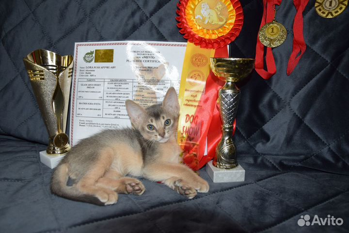 Абиссинские котята с документами