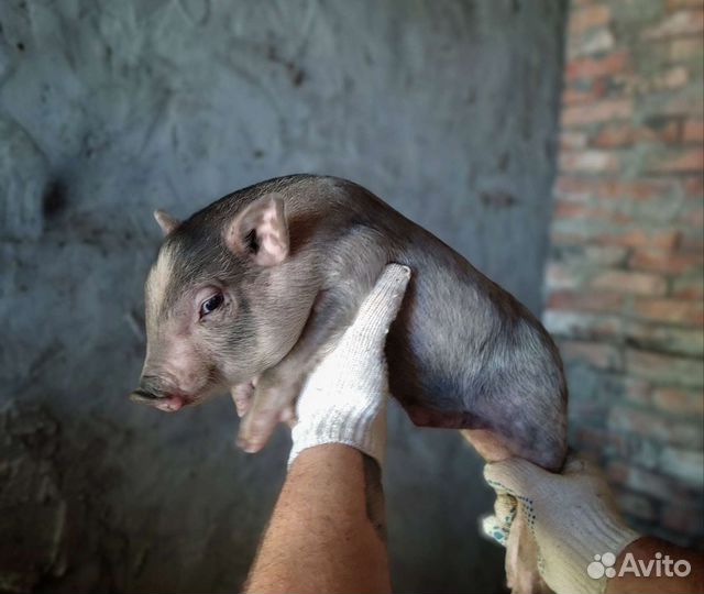 Вьетнамские вислобрюхие поросята