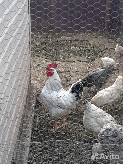 Петухи и куры молодки