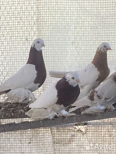 Голуби