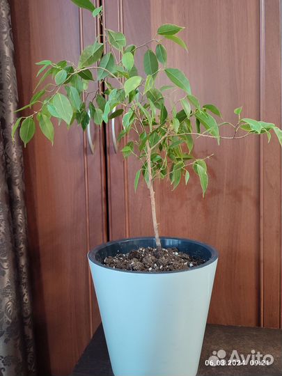 Комнатные цветы