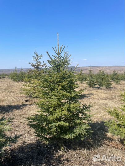 Ель канадская 200-250 см оптом