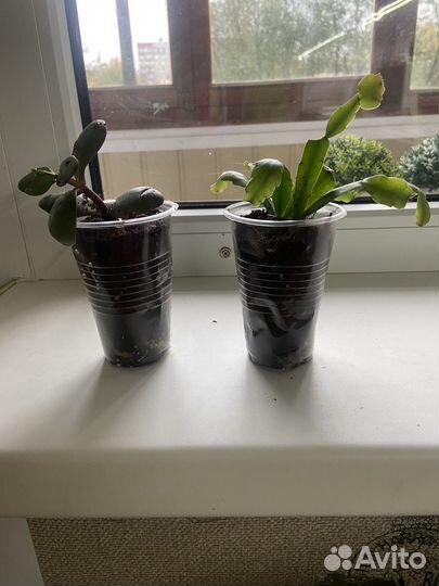 Декабрист и денежное дерево