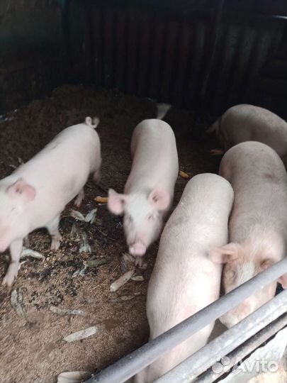 Свинина домашняя