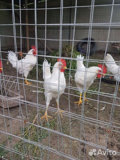 Петухи Легорн породы
