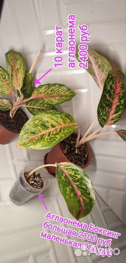 Аглаонемы разные