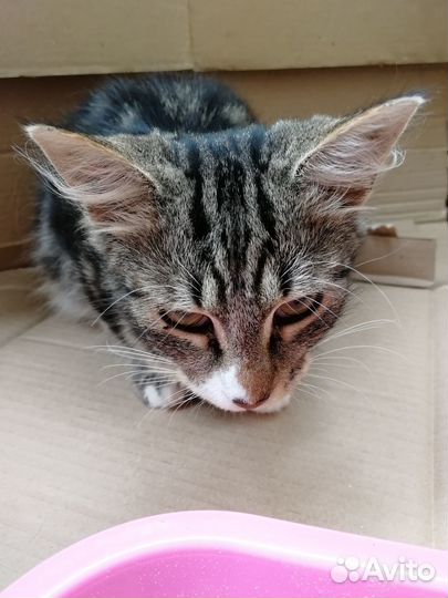 Котёйка Маргоша 4 мес пушистая ласкуша