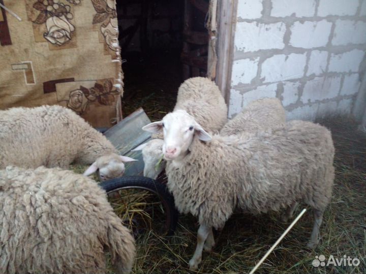 Овцы бараны ягнята
