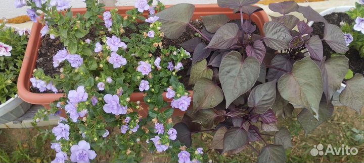 Бакопа,примула