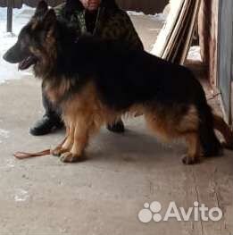 Немецкая Овчарка, Длинношорстная,Вязка